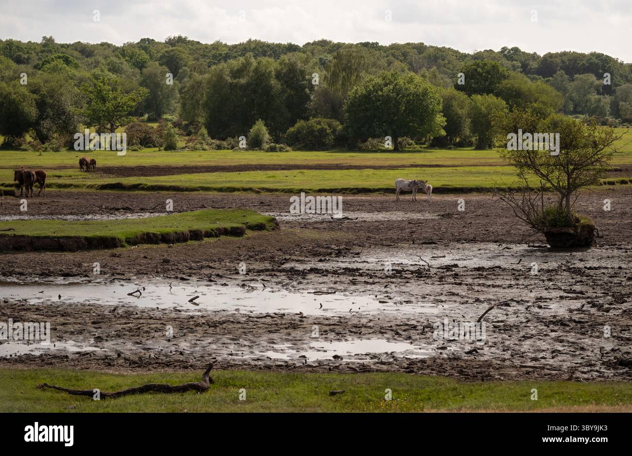 La recente ondata di caldo del Regno Unito ha fatto sì che lo stagno di Sturtmoor si seccasse completamente, lasciando ai ciamini della New Forest la mancanza di acqua potabile e di balneazione. Foto Stock