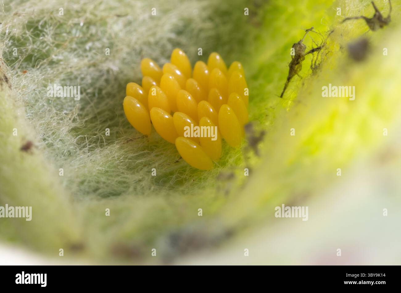 Un macro shot di un gruppo di uova di insetti gialle deposte sul lato inferiore di una foglia nel giardino del regno unito. Foto Stock
