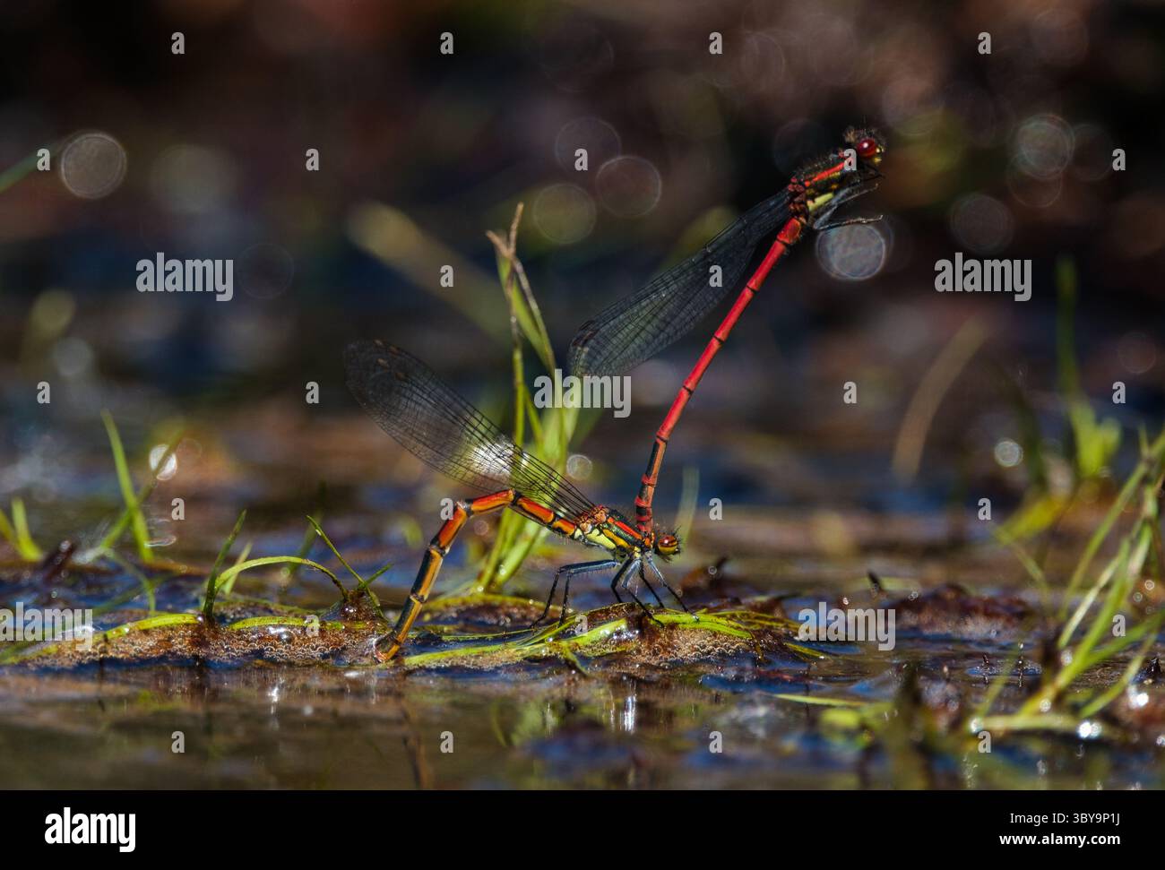 Macrofotografia di grandi Damselflies rosse che si accoppiano e depongono le uova in un torrente fangoso di bassa acqua nel New Forest Hampshire, Inghilterra. Foto Stock