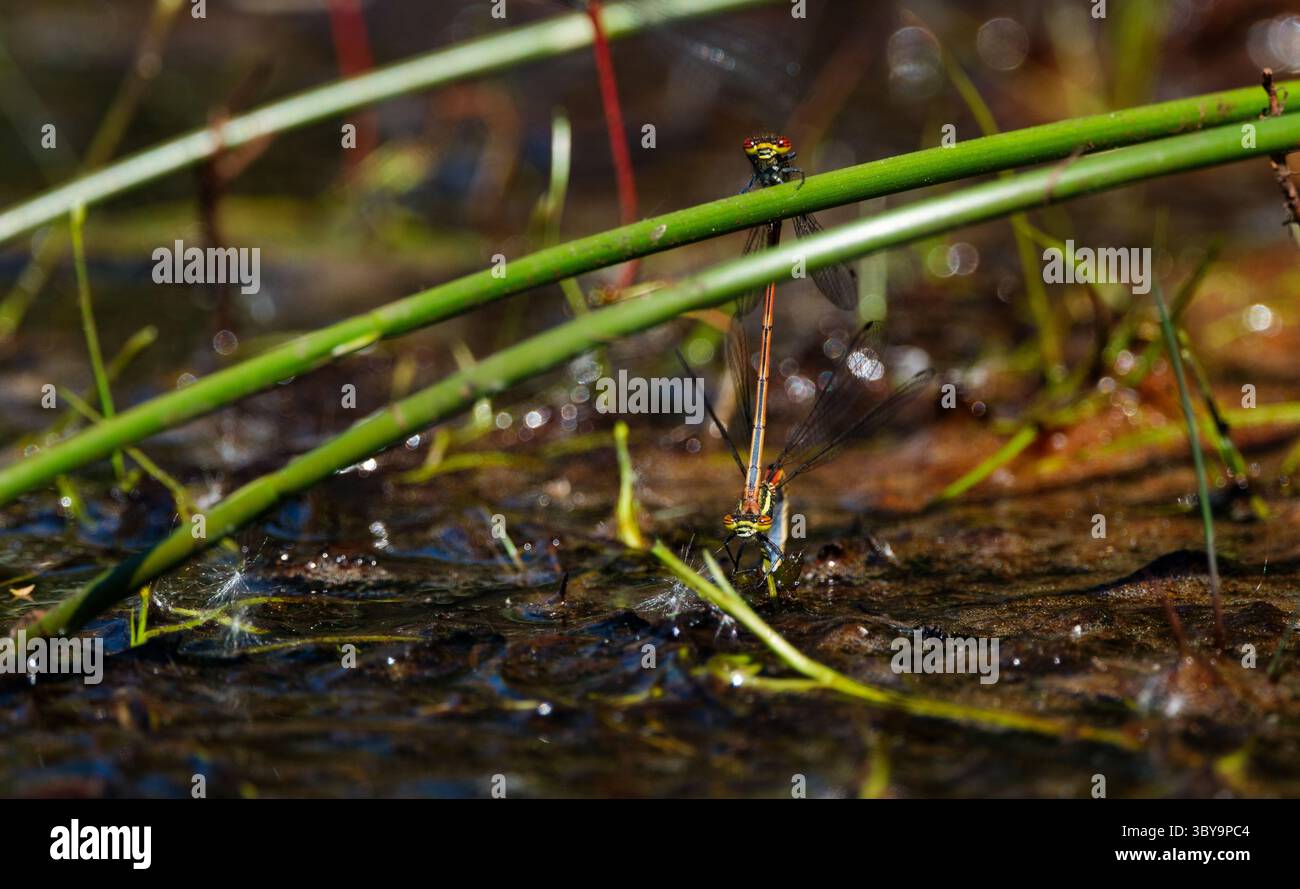 Macrofotografia di grandi Damselflies rosse che si accoppiano e depongono le uova in un torrente fangoso di bassa acqua nel New Forest Hampshire, Inghilterra. Foto Stock
