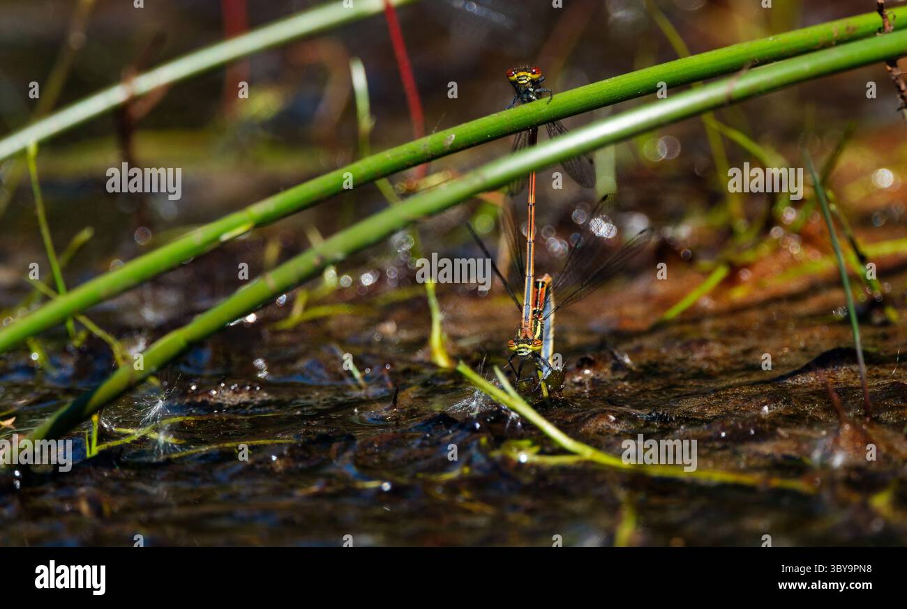 Macrofotografia di grandi Damselflies rosse che si accoppiano e depongono le uova in un torrente fangoso di bassa acqua nel New Forest Hampshire, Inghilterra. Foto Stock