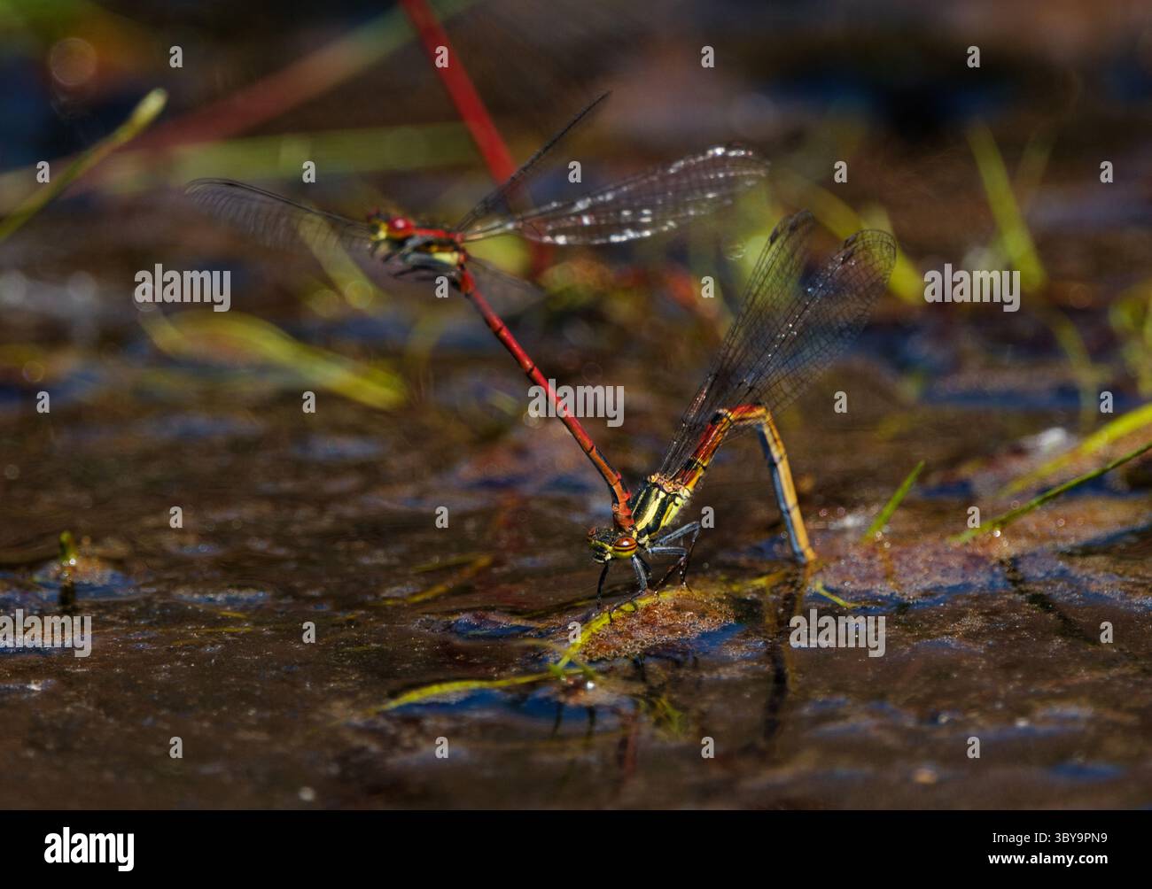 Macrofotografia di grandi Damselflies rosse che si accoppiano e depongono le uova in un torrente fangoso di bassa acqua nel New Forest Hampshire, Inghilterra. Foto Stock