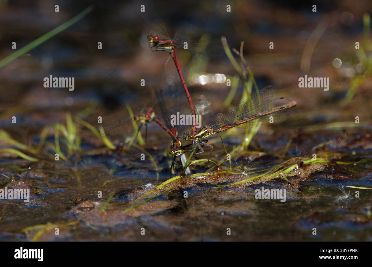 Macrofotografia di grandi Damselflies rosse che si accoppiano e depongono le uova in un torrente fangoso di bassa acqua nel New Forest Hampshire, Inghilterra. Foto Stock