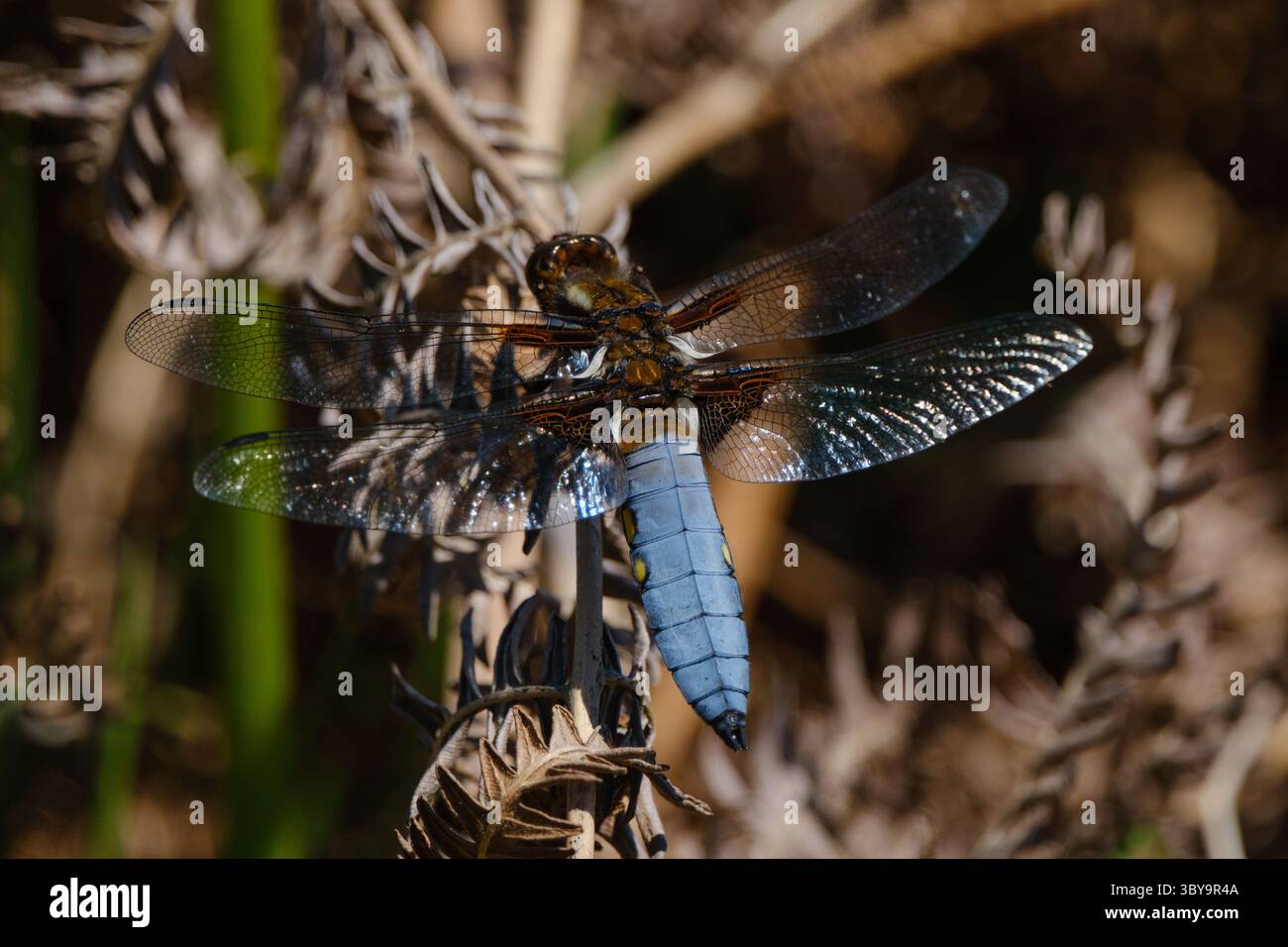 Blue (male), insettice di dragonfly, insetto dal corpo ampio, Libellula Depress si trova sul fiore di gorse nel New Forest, Hampshire, Inghilterra. Foto Stock