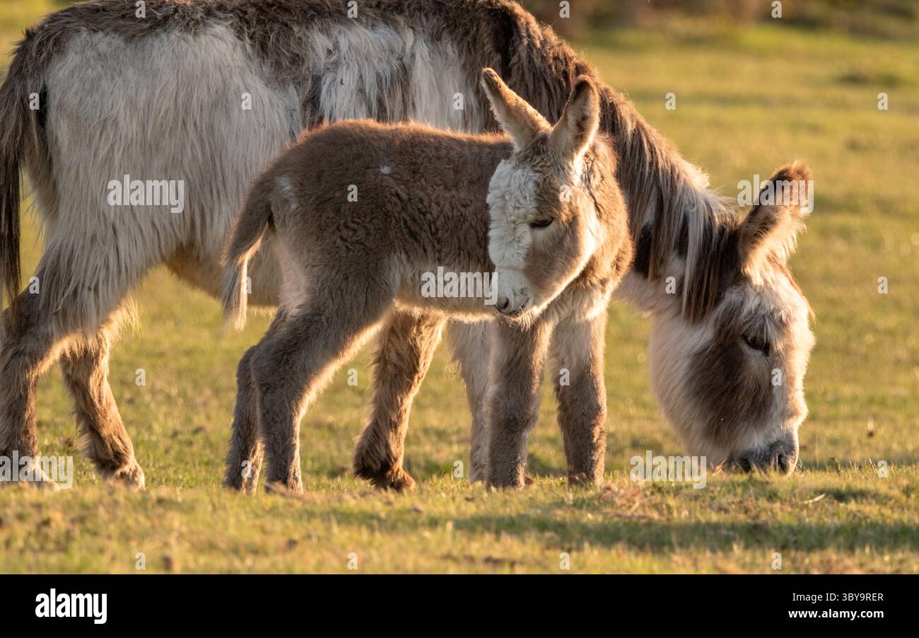 Un simpatico asino marrone e bianco soffice in una serata estiva nella New Forest Foto Stock