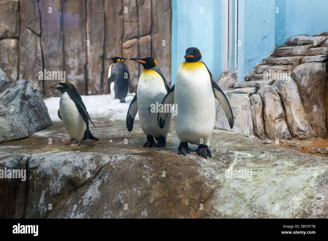 I pinguini si adattano ai climi difficili su terreni rocciosi e ghiacciati, dimostrando la loro resilienza in ambienti estremi. Foto Stock