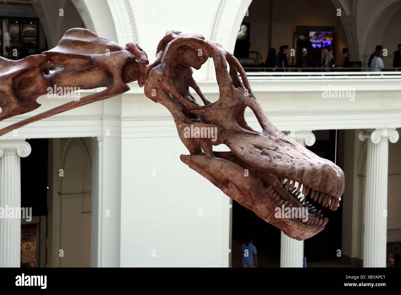Una vista generale della lobby principale del Field Museum di Chicago, Illinois, che include Maximo il titanosauro. Foto Stock