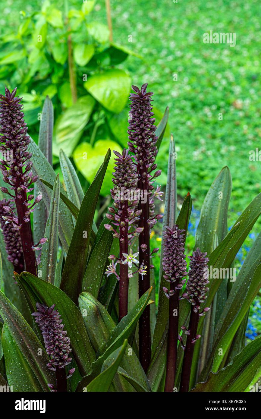 La inusuale fiore rosa punte del Sud pianta africana Eucomis comosa, noto anche come il fiore di ananas o ananas Lily. Foto Stock