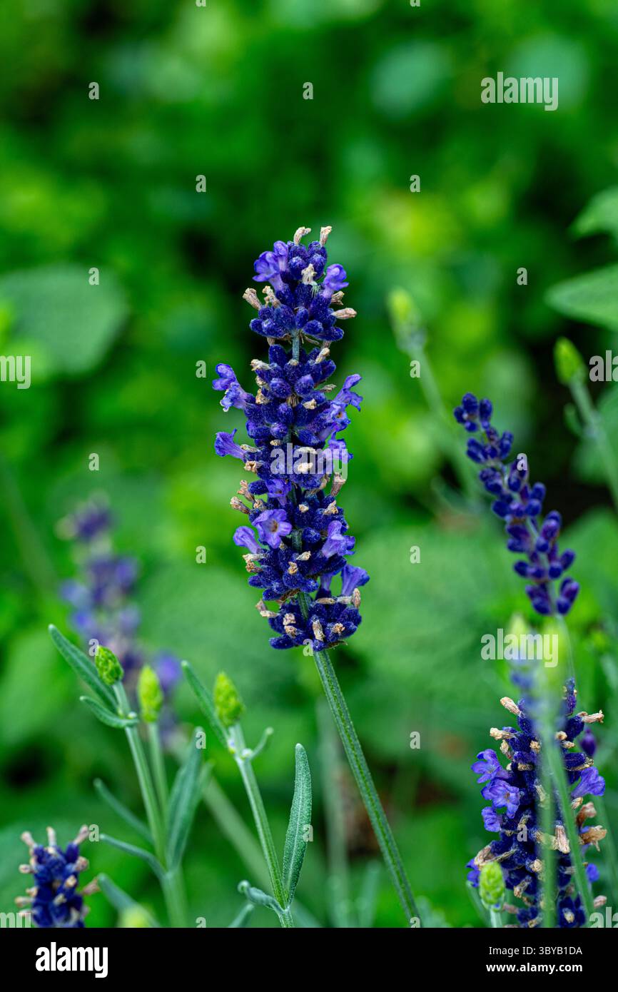 Lavandula angustifolia (lavanda comune, vera lavanda, lavanda giardino) fiorente in giardino Foto Stock