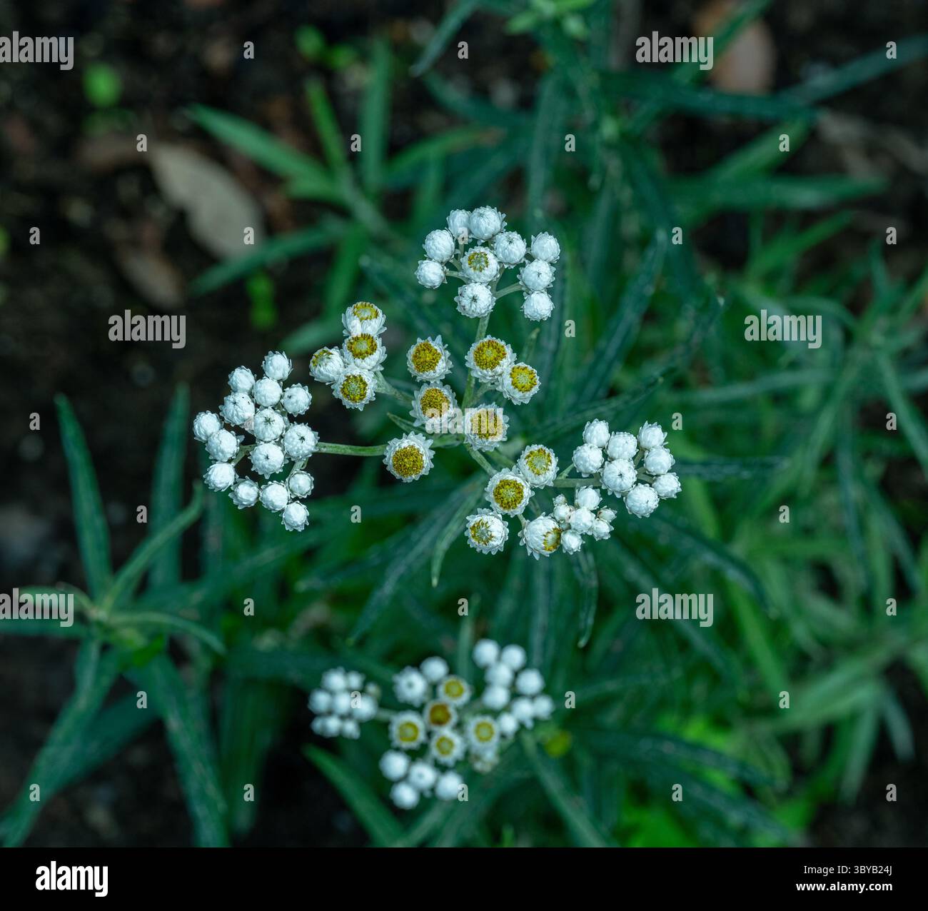 Primo piano di fiori selvatici perlati (Anaphalis margaritacea) Foto Stock