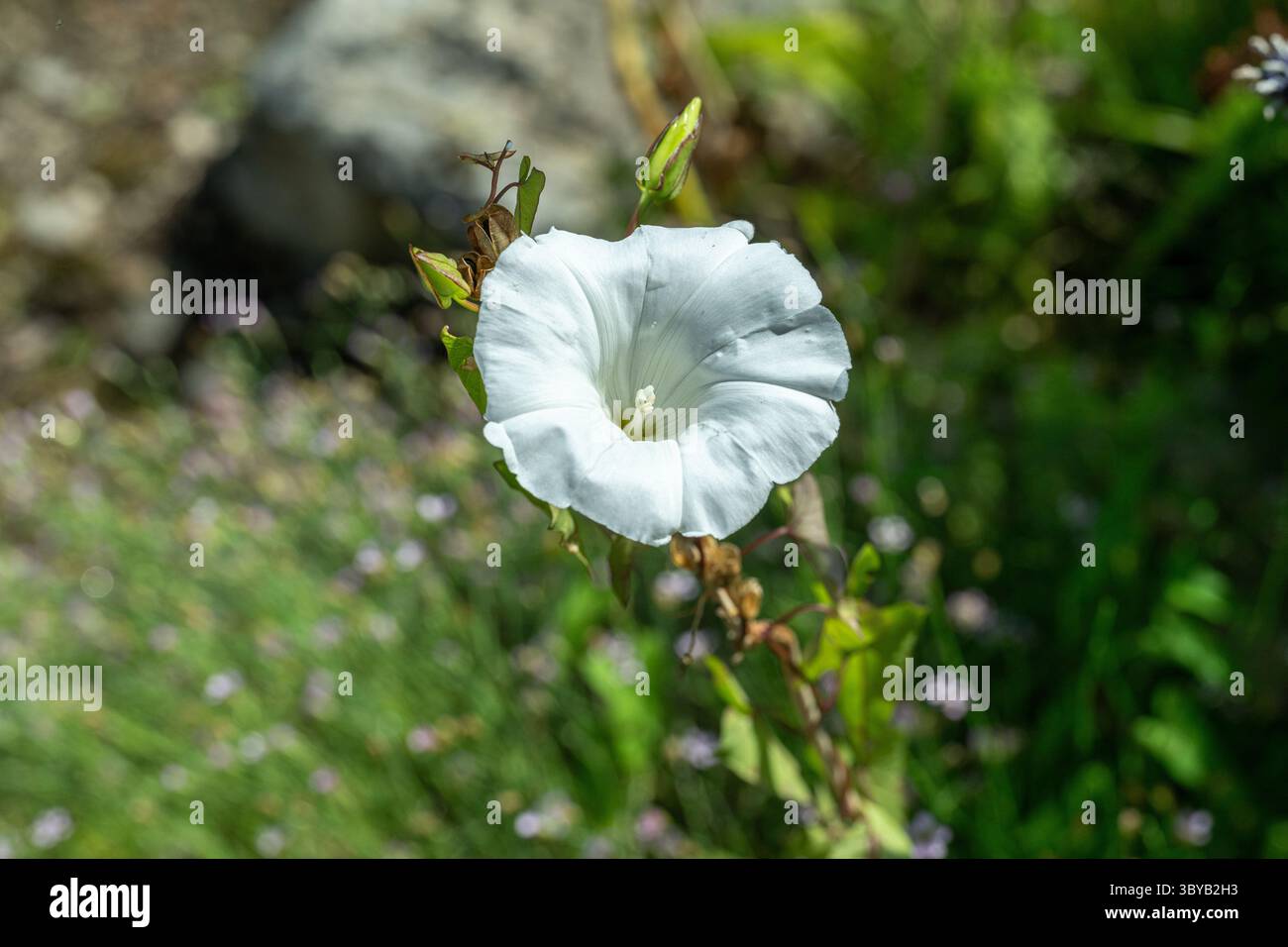 Il fiore bianco di una tromba di piante di vite Calystegia sepium Foto Stock