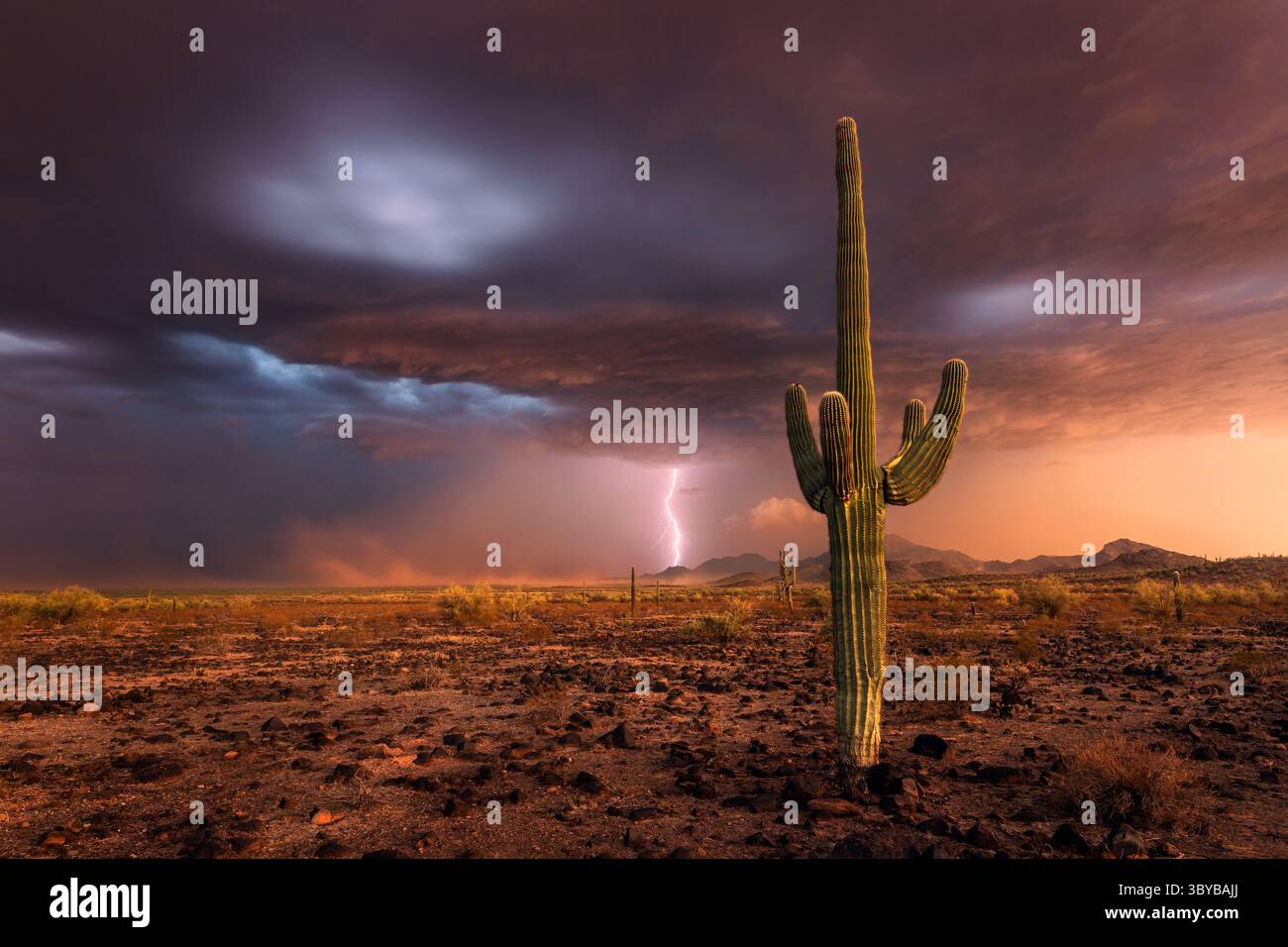 Tempesta monsonica dell'Arizona con fulmini e polvere soffiata nel deserto di Sonora Foto Stock