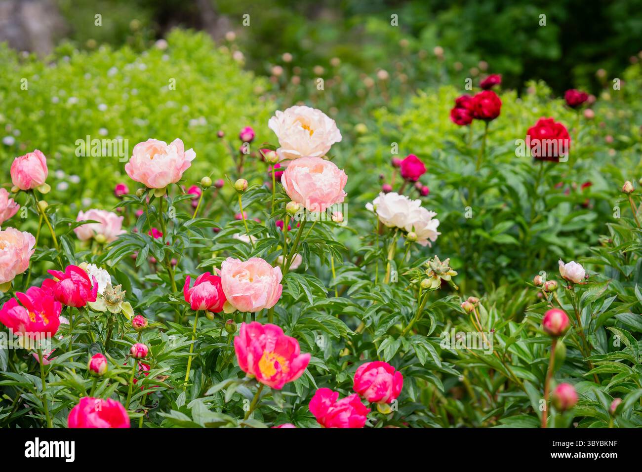 Letto di fiori di piante di peonia. Un grande letto di peonie in fiore. Fiori di peonie colorate miste. Foto Stock
