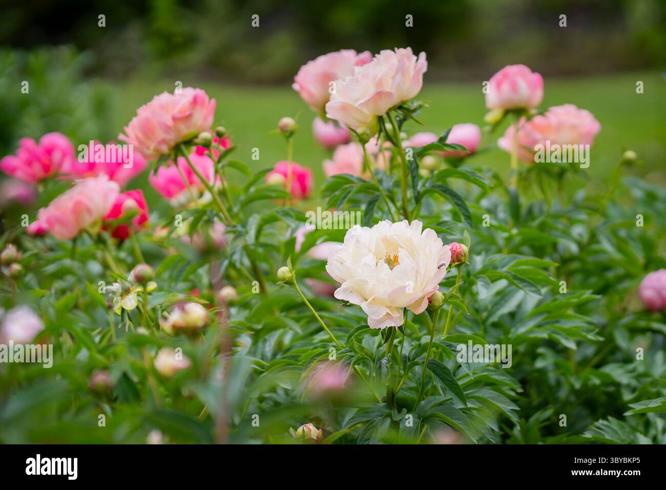 Letto di fiori di piante di peonia. Un grande letto di peonie in fiore. Fiori di peonie colorate miste. Foto Stock