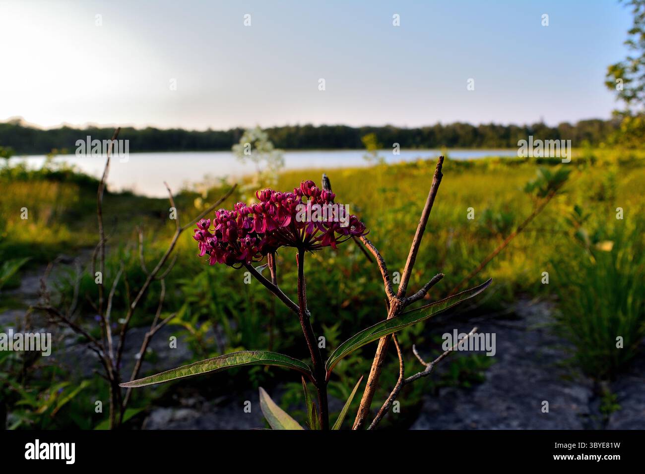 Bruce Peninsula Park Wild Flower, Ontario, Canada Foto Stock