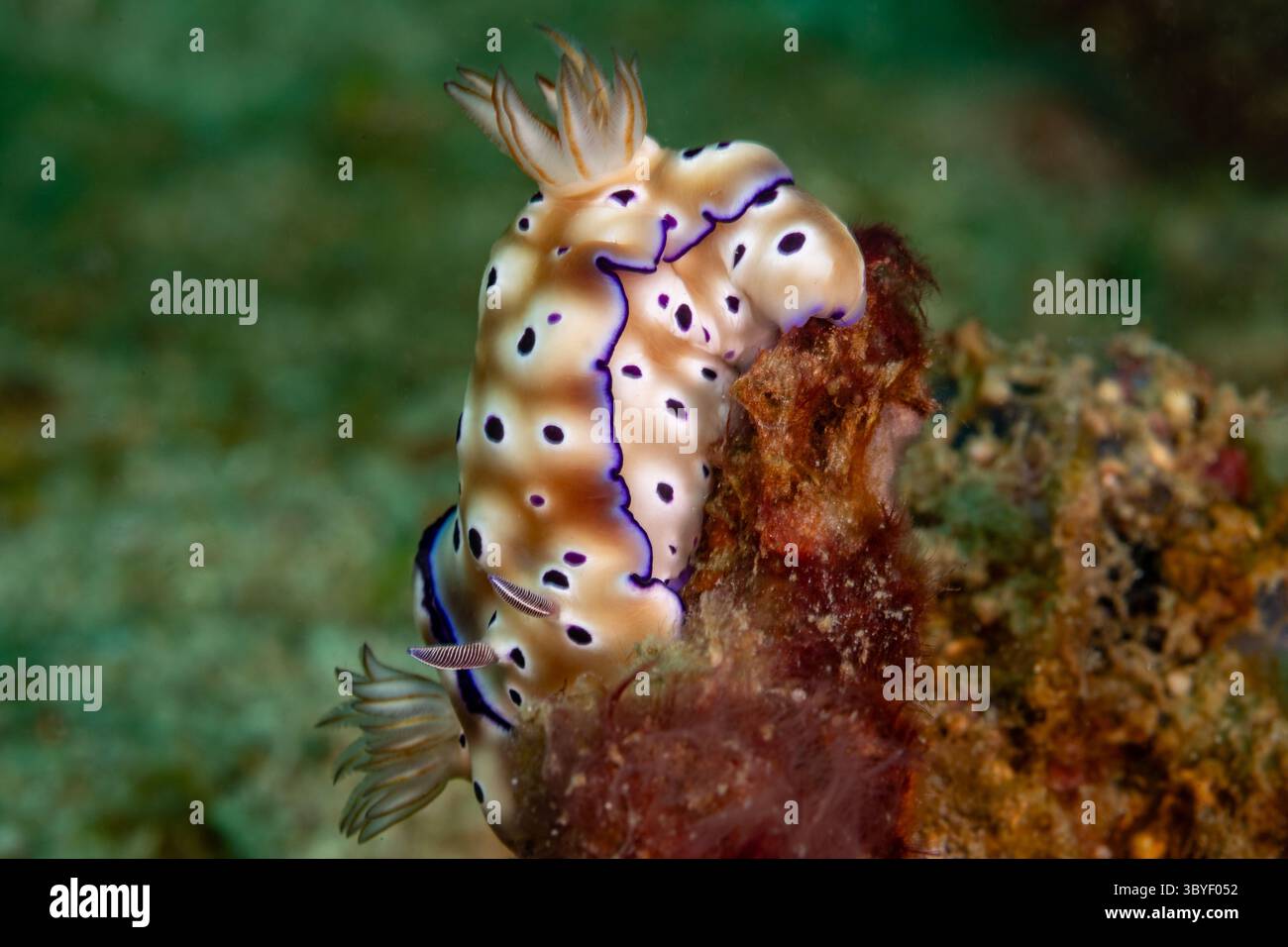 vista ravvicinata di una coppia di nudibranchi bianchi con frange viola, che strisciano sui coralli Foto Stock