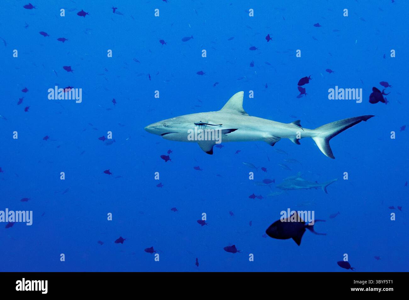 Uno squalo grigio della barriera corallina nuota attraverso l'oceano circondato da pesci più piccoli. Foto Stock