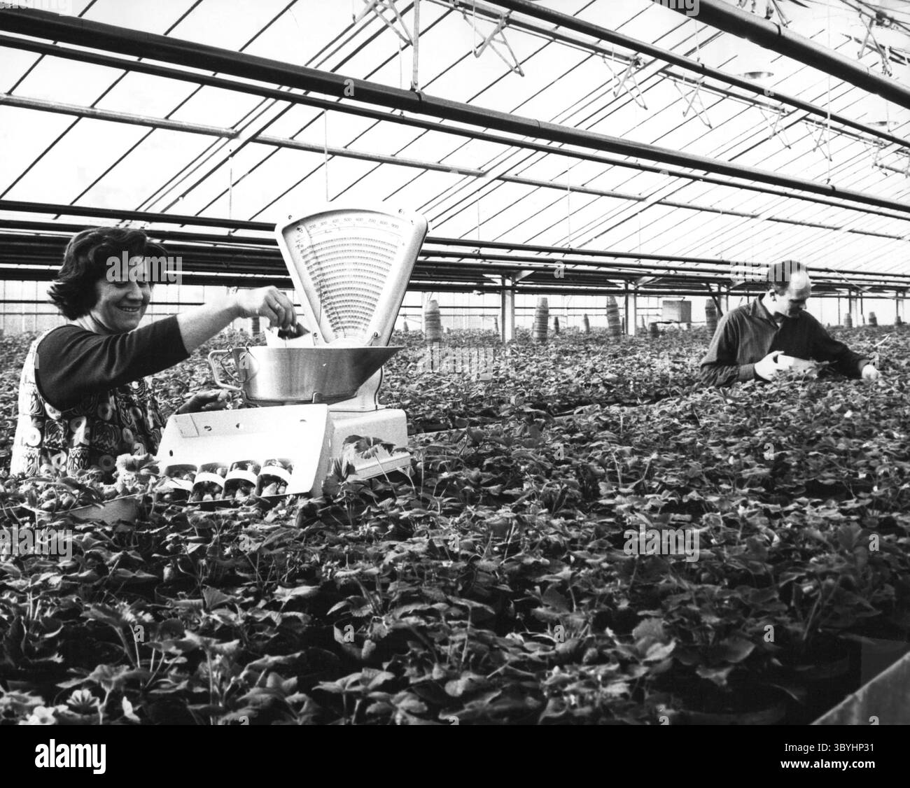 25 gennaio 1965 - le fragole vengono raccolte durante i mesi invernali nelle case di Herbert Hess, 35, nella Remsbach-Valley vicino Stoccarda. Nel suo edificio di 1000 metri quadrati crescono circa 135000 piante di fragole, in cui due api si prendono cura delle condizioni naturali. Ogni giorno viene raspata una coltura di 100 - 160 libbre di frutti di bosco. (Immagine di credito: © Keystone Press Agency/ZUMA Press Wire) Foto Stock