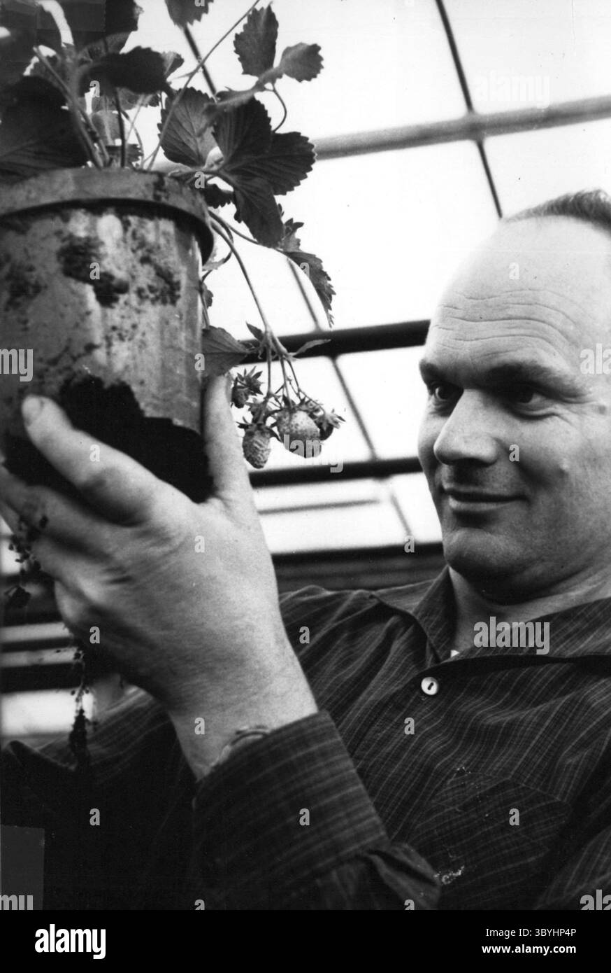 25 gennaio 1965 - le fragole vengono raccolte durante i mesi invernali nelle case di Herbert Hess, 35, nella Remsbach-Valley vicino Stoccarda. Nel suo edificio di 1000 metri quadrati crescono circa 135000 piante di fragole, in cui due api si prendono cura delle condizioni naturali. Ogni giorno viene raspata una coltura di 100 - 160 libbre di frutti di bosco. (Immagine di credito: © Keystone Press Agency/ZUMA Press Wire) Foto Stock