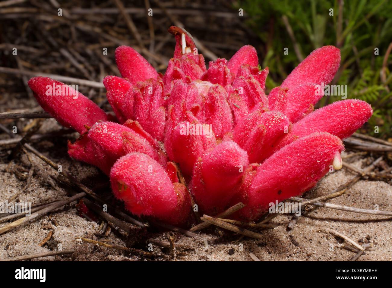 Inkflower (Hyobanche sanguina), splendido fiore rosso vellutato, in habitat naturale, Capo Occidentale, Sud Africa Foto Stock