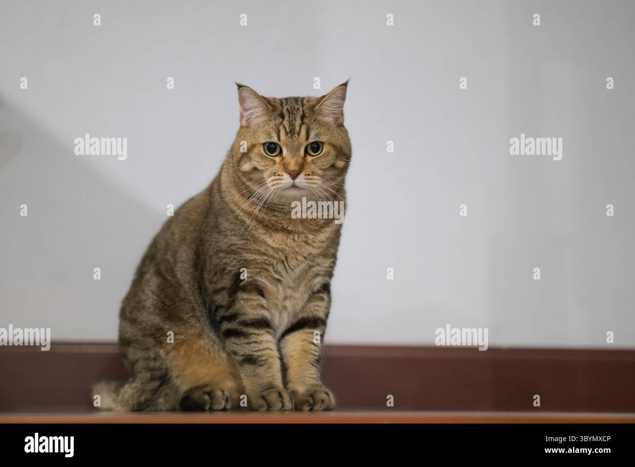 Un gatto marrone con strisce nere è seduto con uno sguardo deciso. Un simpatico gatto marrone si siede e guarda in avanti. Foto Stock