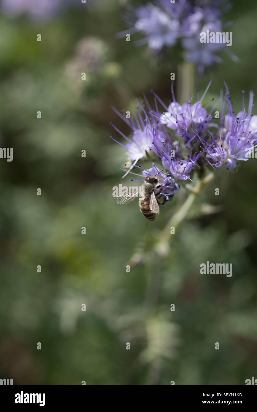 Primo piano di fiori selvatici viola (Phacelia tanacetifolia) con api in un campo, con sfondo floreale sfocato Foto Stock