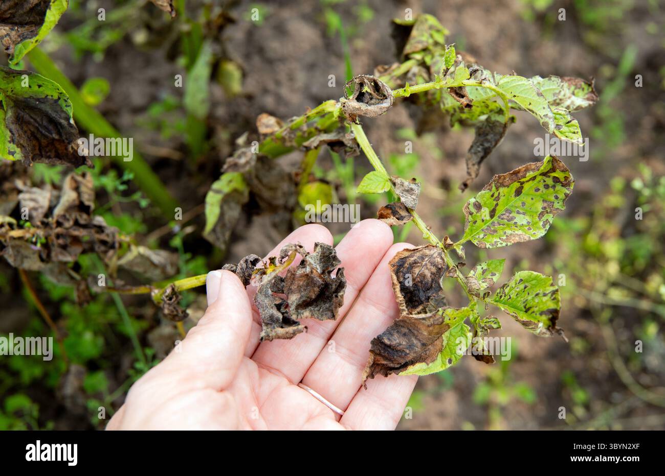 Mano di donna che mostra foglie di patate danneggiate. Phytophthora infestans tardivo soffrire di patate. Una malattia pericolosa sta distruggendo il raccolto di patate in estate. Foto Stock