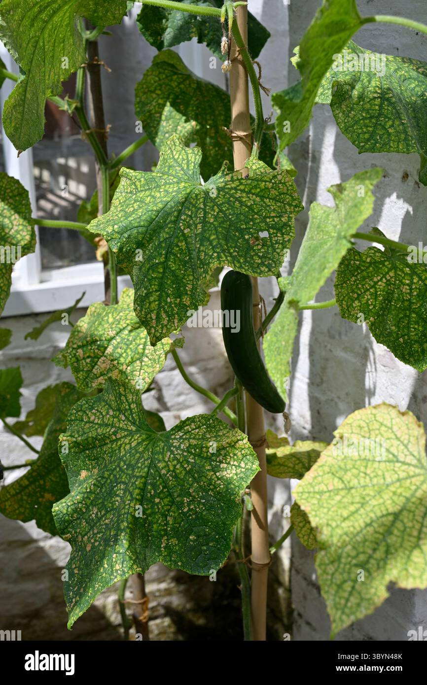 Pianta di cetriolo, Cucumis sativus "Socrate F1" con frutta, che mostra danni da acaro rosso a foglie di vetro nel Regno Unito luglio Foto Stock