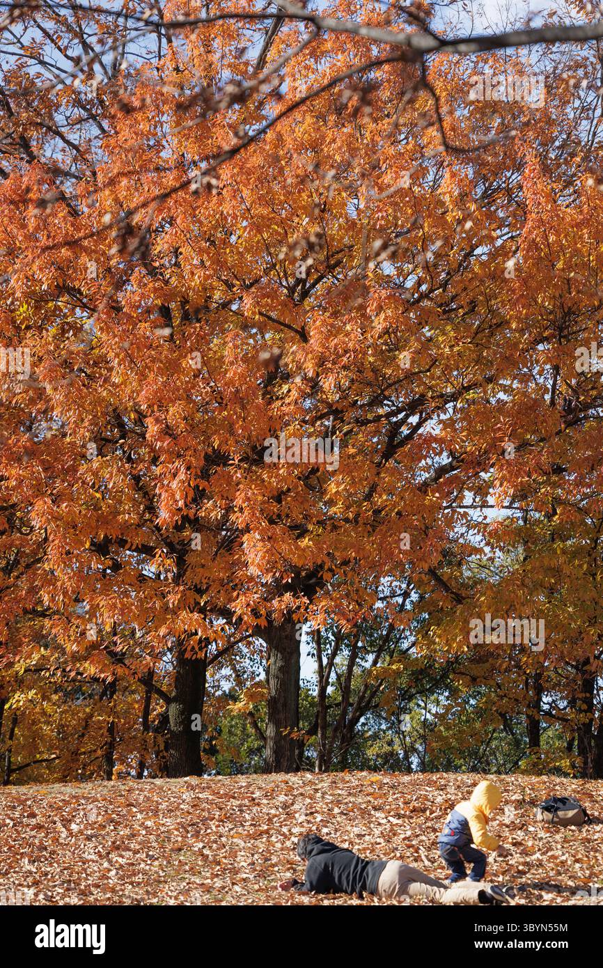 Pittoresca giornata autunnale in un parco con foglie colorate, che mostra padre e figlio che si divertono ad attività all'aperto tra alberi in un vivace fogliame autunnale. Foto Stock