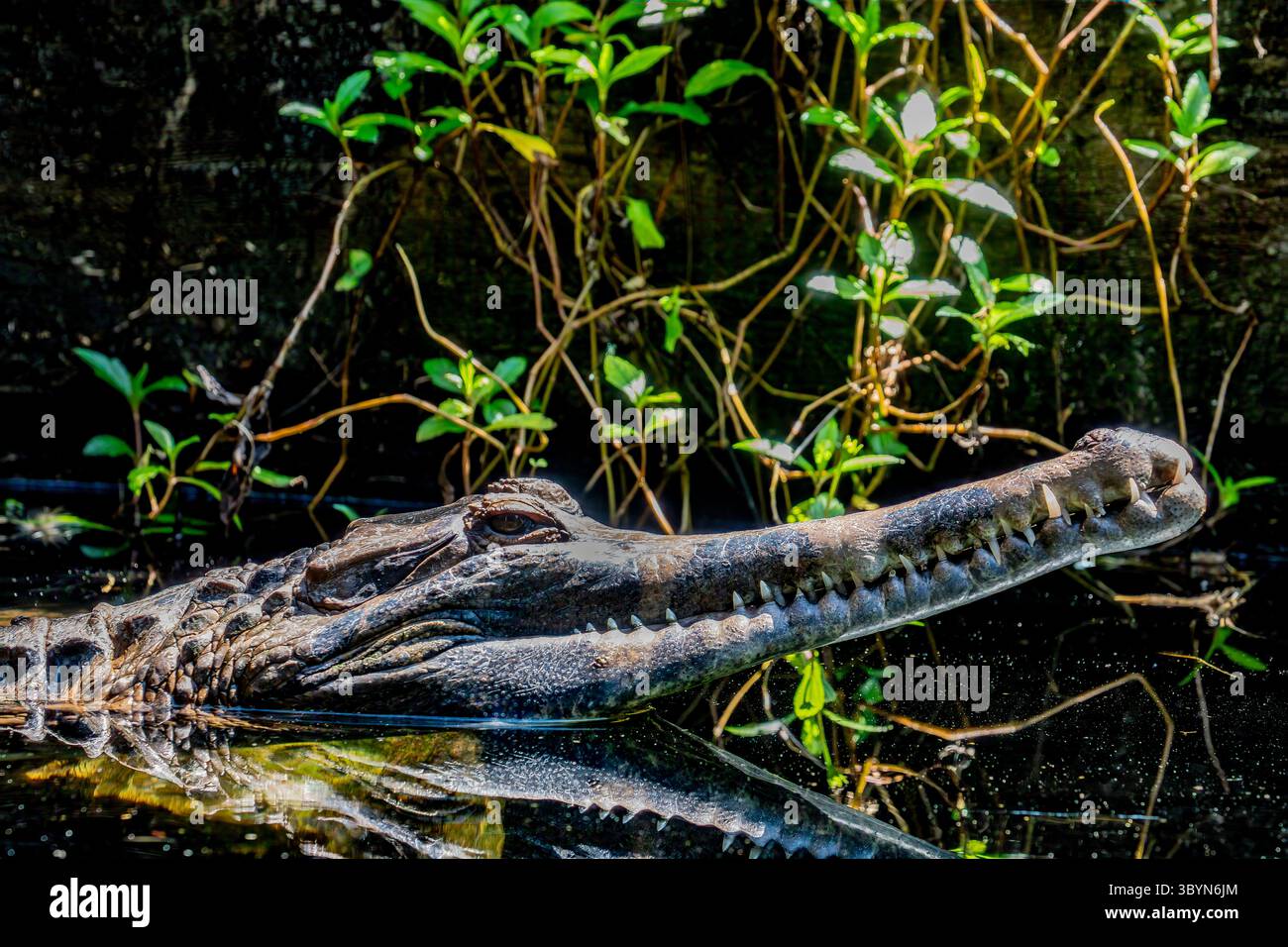 Il falso ghariale. Un coccodrillo d'acqua dolce nativo di Malesia, Borneo, Sumatra e Giava. Sopra è marrone-rossastro scuro con marrone scuro Foto Stock