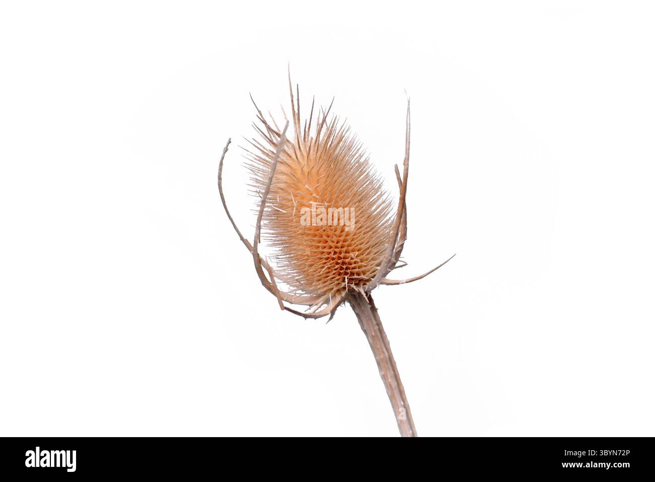 Secchi fiori di cardo di Cirsium plume su sfondo bianco Foto Stock