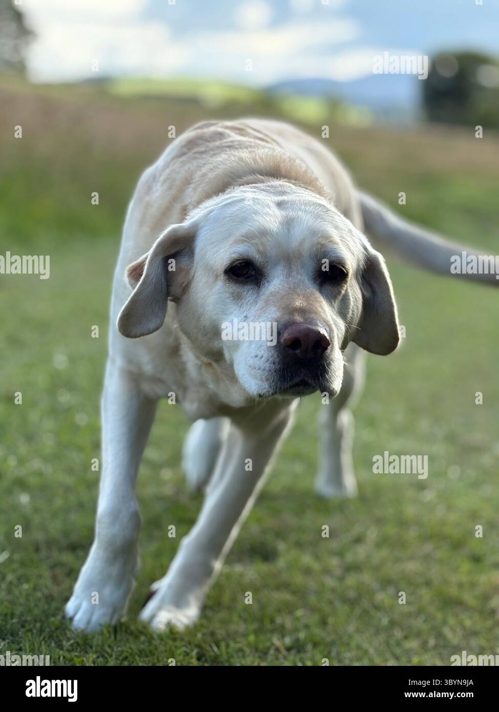 Labrador in esecuzione - Immagine stock catturata con smartphone