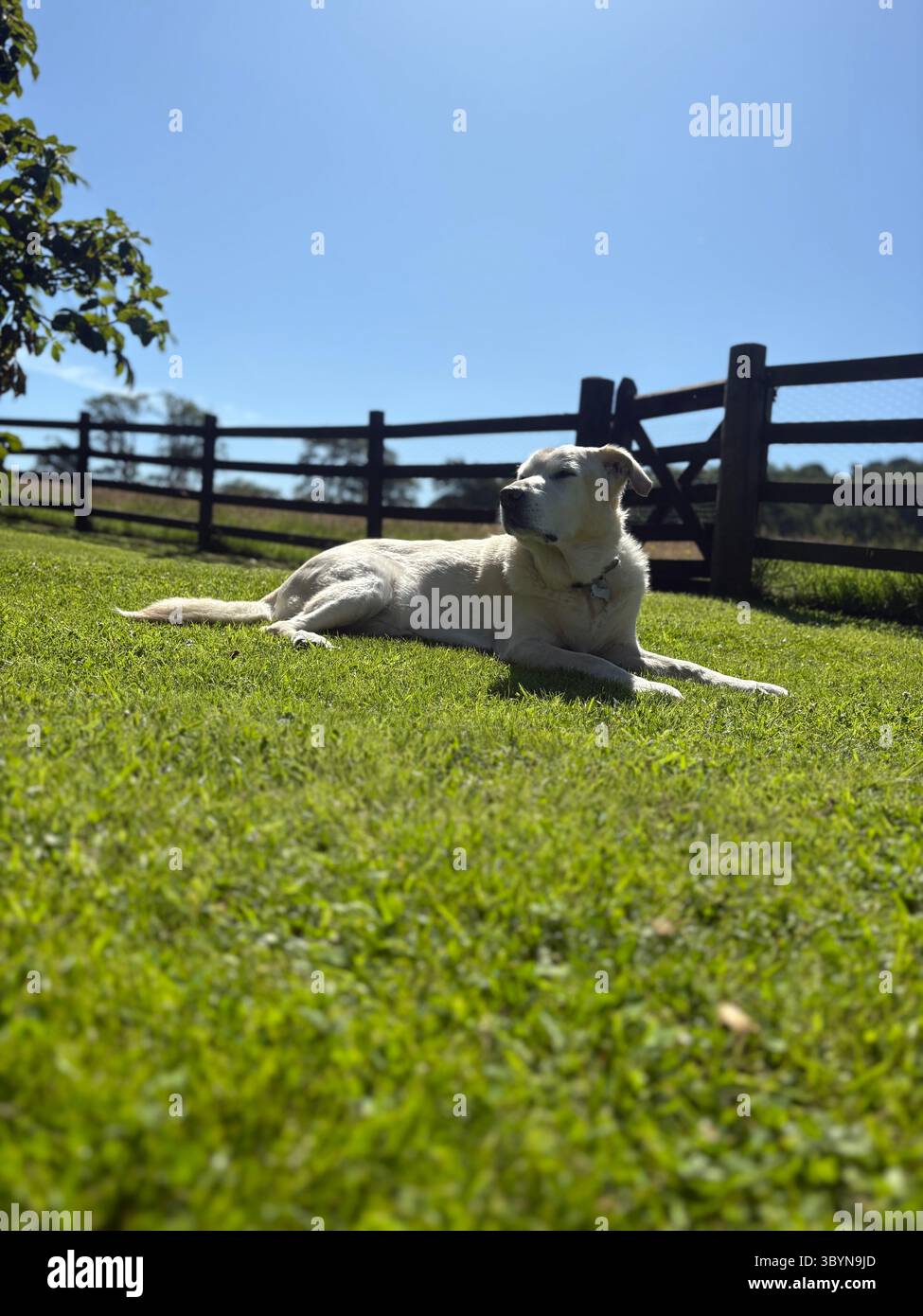 Il Golden Retriever giallo attraversa il Labrador giacendo nel campo sotto il cielo blu. - Immagine stock catturata con smartphone