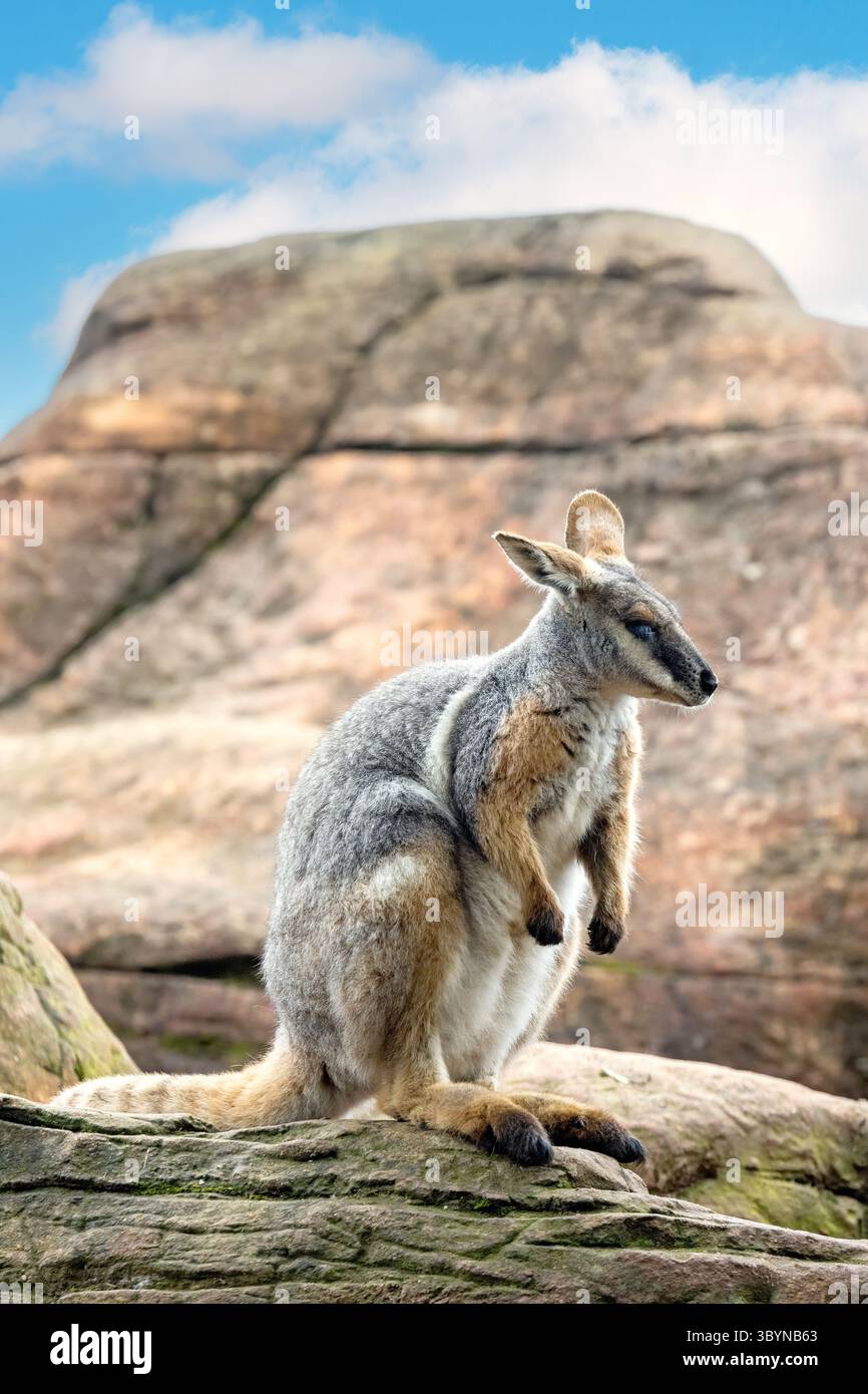 Wallaby roccioso dai piedi gialli, Petrogale xanthopus, o wallaby roccioso dalla coda ad anello, su affioramento roccioso. Una specie vulnerabile endemica dell'Australia meridionale, New S Foto Stock