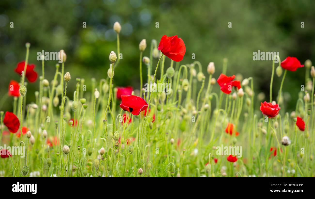Sfondo papavero. Papavero a testa lunga o blindeyes (Papaver dubium), fiori rossi delicati. Sfondo floreale, design della copertina. Foto Stock