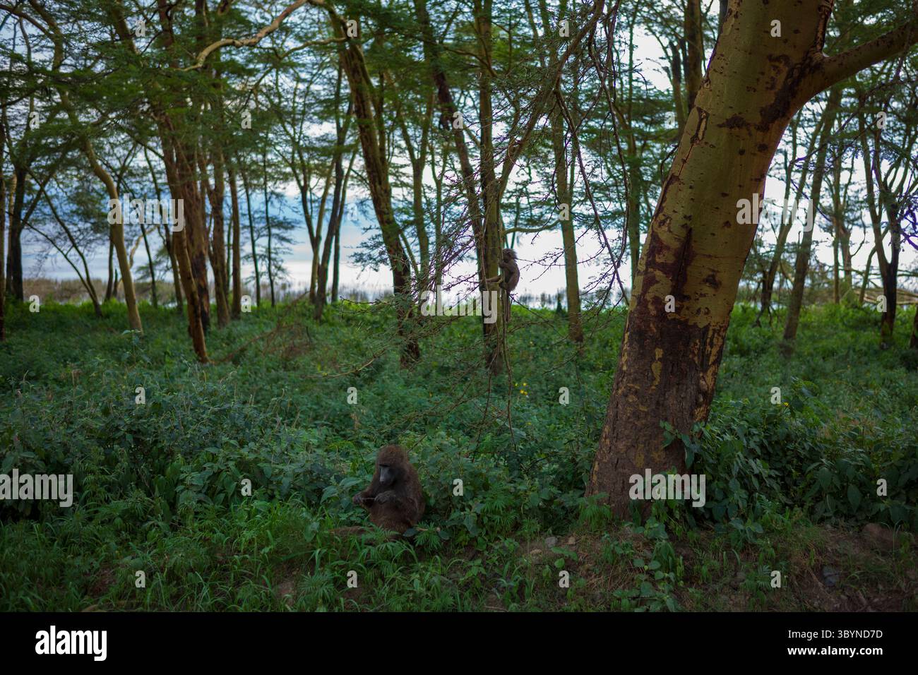 Un paesaggio che mostra due babbuini, uno che sale su un albero e uno a terra che si nutre al Parco Nazionale del Lago Nakuru in Kenya, Africa intorno al tramonto. Foto Stock