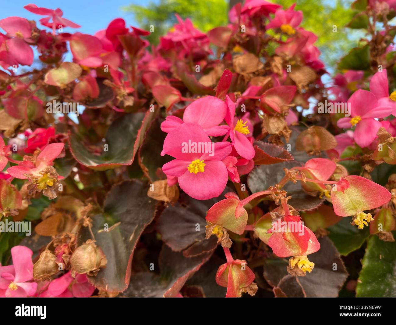 Foto ravvicinata di un gruppo di vivaci fiori rosa di begonia e del loro fogliame, visti da un angolo leggermente verso l'alto contro un cielo luminoso. Foto Stock