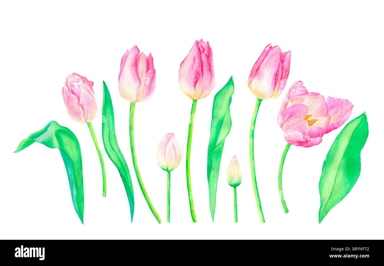 Set di tulipani rosa, gemme e foglie, illustrazione ad acquerello, disegnata a mano, isolata su sfondo bianco. Adatto per la progettazione, la stampa, il design di cartoline. Foto Stock