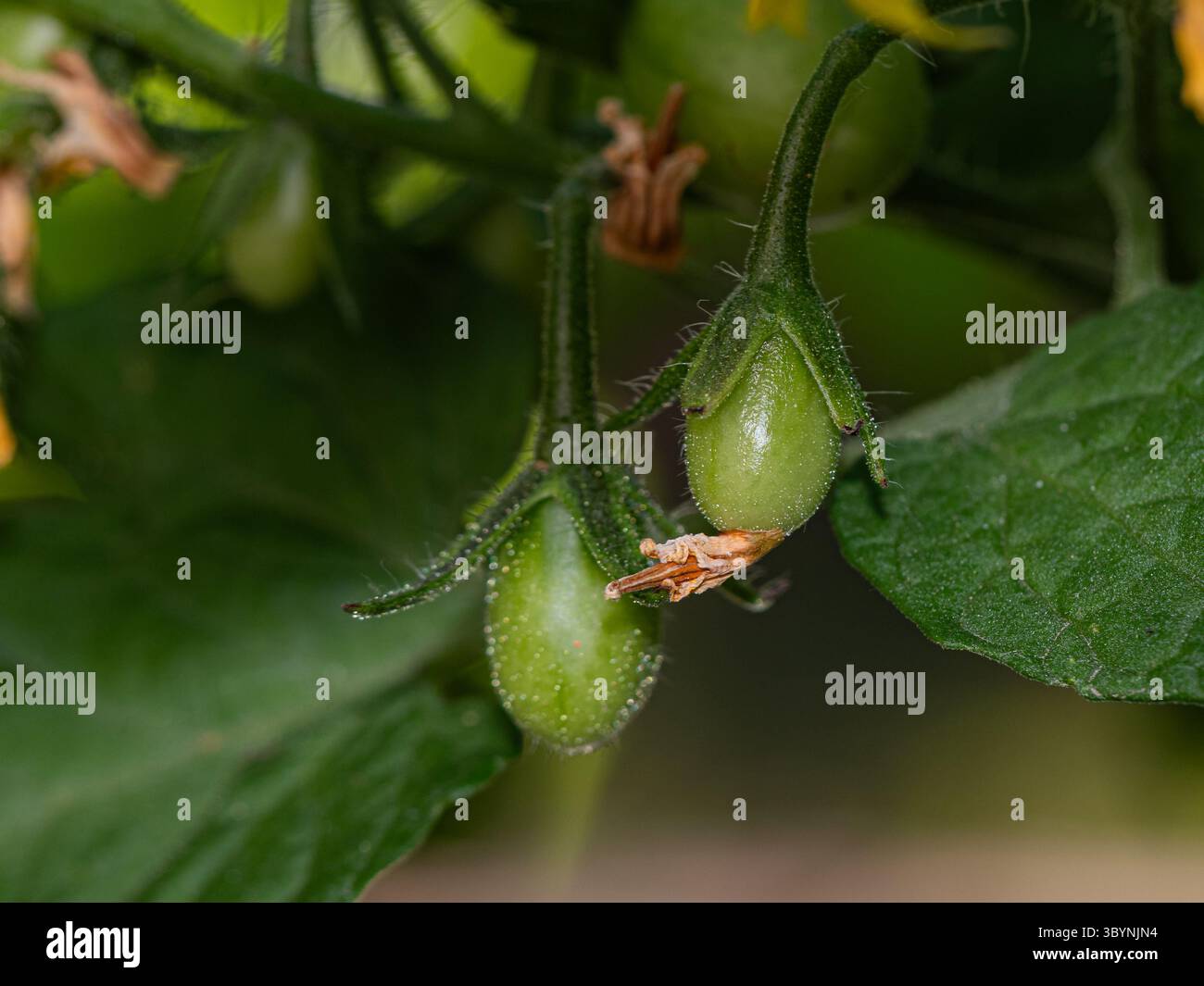 pomodori verdi giovani che crescono sulla vite, ancora attaccati ai resti di fiori. Macro botanico affilato ideale per l'agricoltura, la natura o l'uso didattico Foto Stock