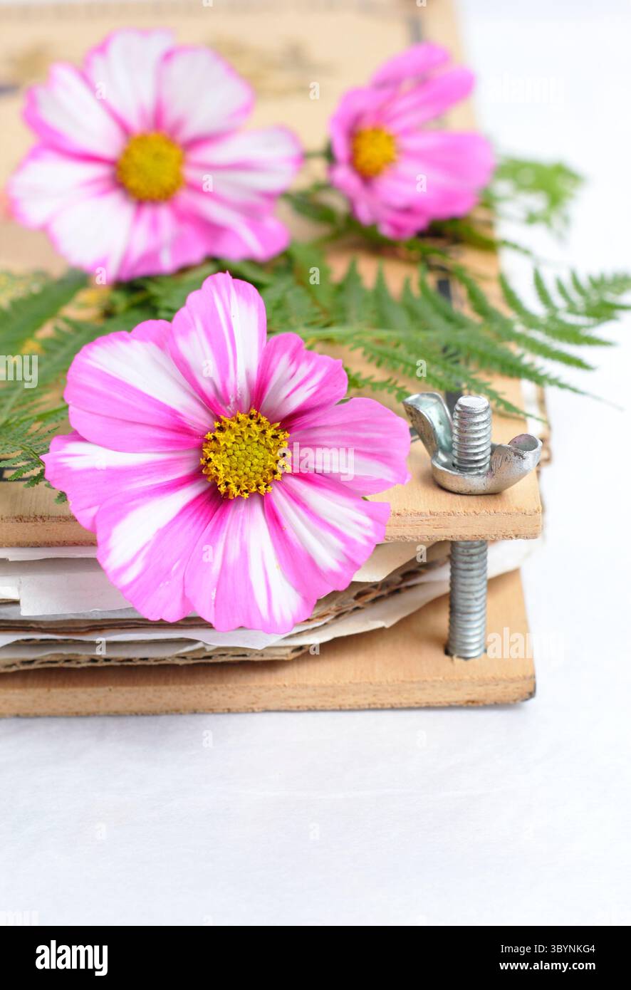 Prepararsi a conservare i fiori e le felci del Cosmos in un frantoio. Striscia di caramelle COSMOS bipinnatus. Foto Stock