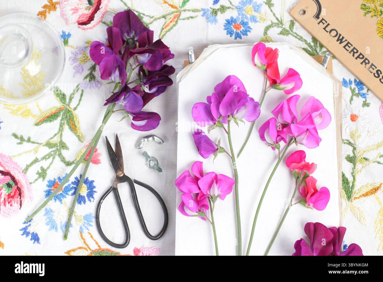Dolci piselli. Pressatura di fiori. Pressa per fiori. Conserva i piselli dolci con un pressa floreale tra cui Lathyrus odoratus Miss Willmott e Beaujolais. Foto Stock