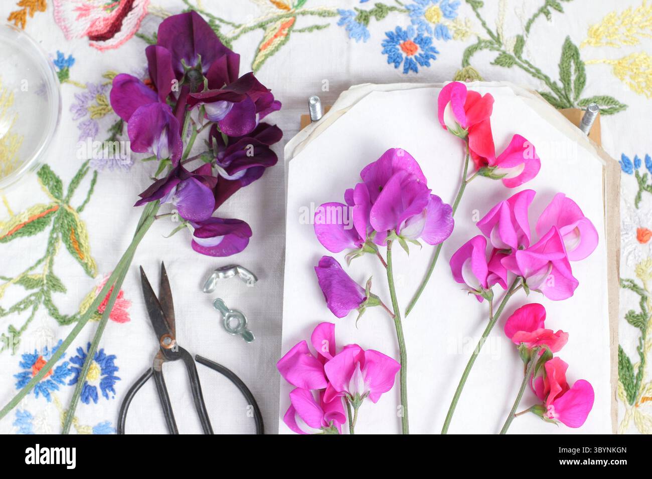Dolci piselli. Pressatura di fiori. Pressa per fiori. Conserva i piselli dolci con un pressa floreale tra cui Lathyrus odoratus Miss Willmott e Beaujolais. Foto Stock