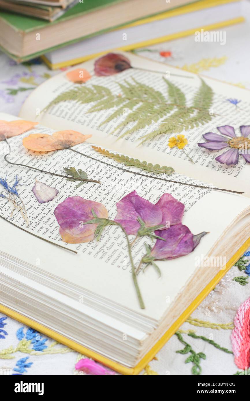 Foglie di felce secche pressate e fiori, tra cui papaveri, cosmo, piselli dolci e petali di fiori di mais. Foto Stock