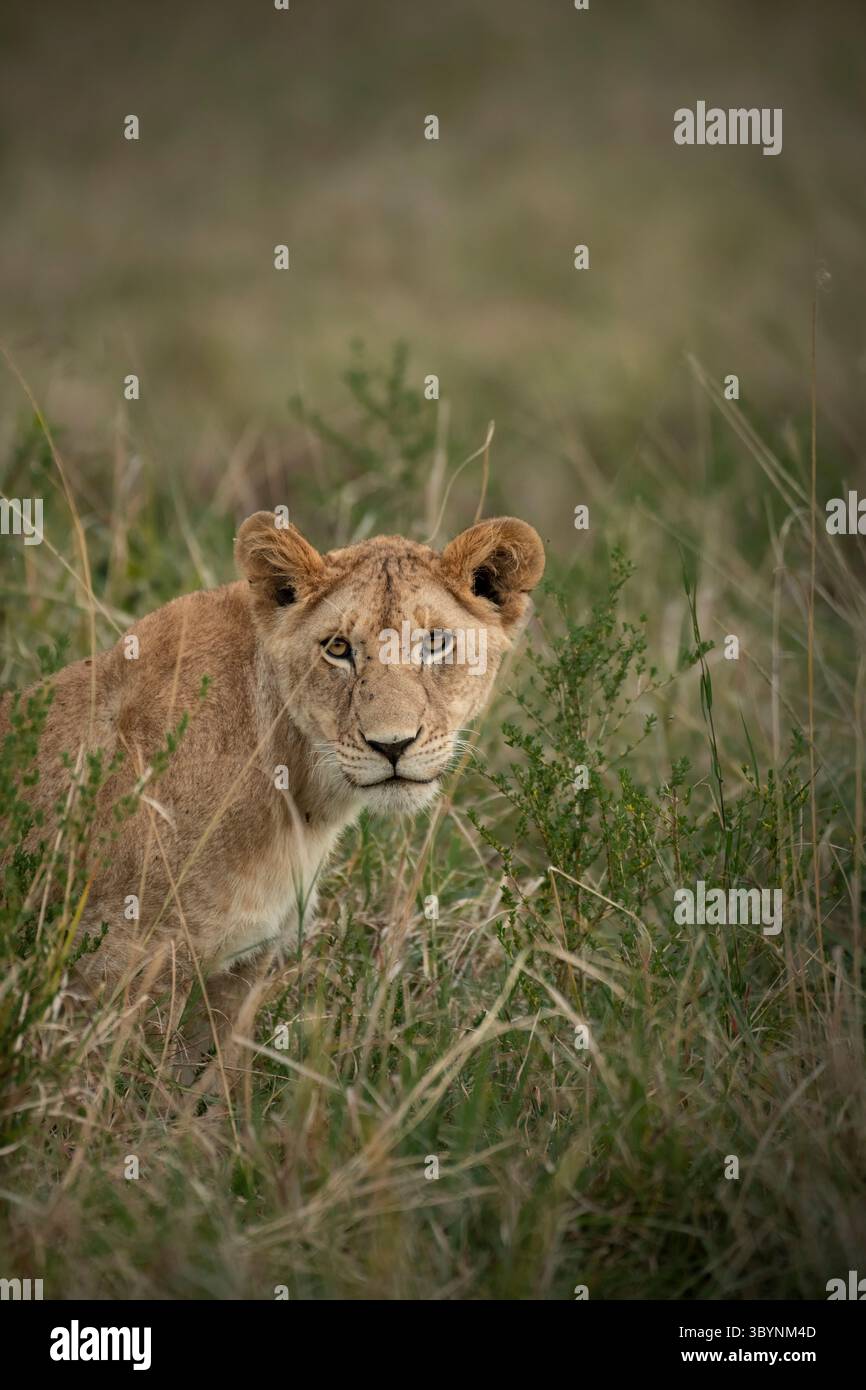 Ritratto del leone Foto Stock