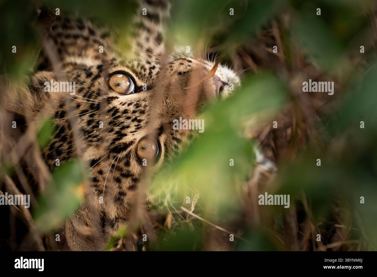Primo piano con cucciolo leopardato Foto Stock