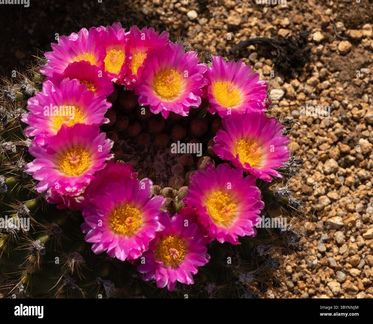 I fiori di cactus rosa con un centro giallo formano la forma di un cuore sulla cima di un cactus. Si tratta di un'immagine ravvicinata dai colori terrosi. Foto Stock