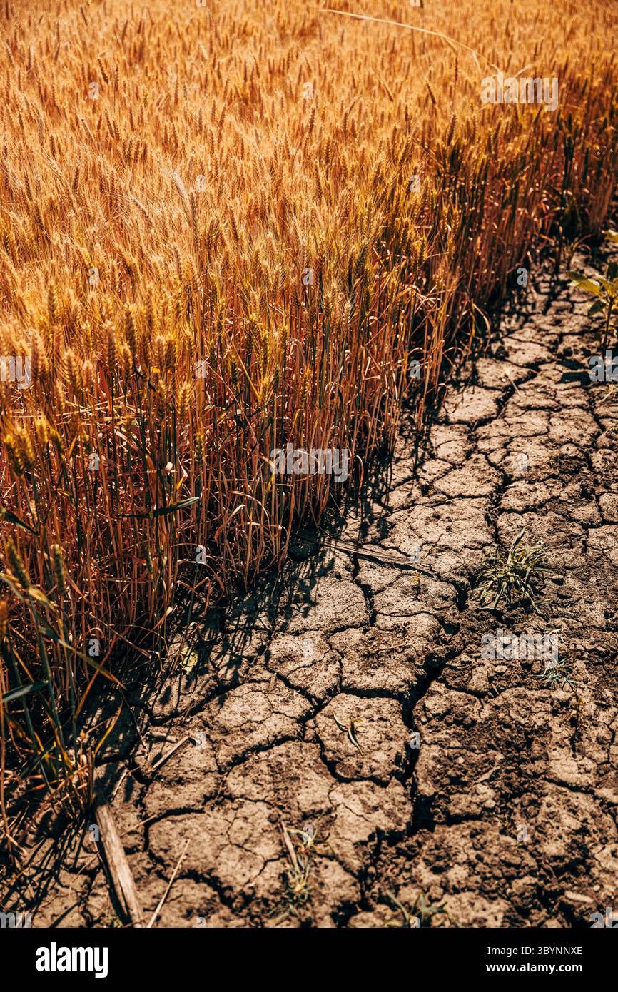 Siccità in campi coltivati di grano, terreni secchi e colture cerealicole, attenzione selettiva Foto Stock