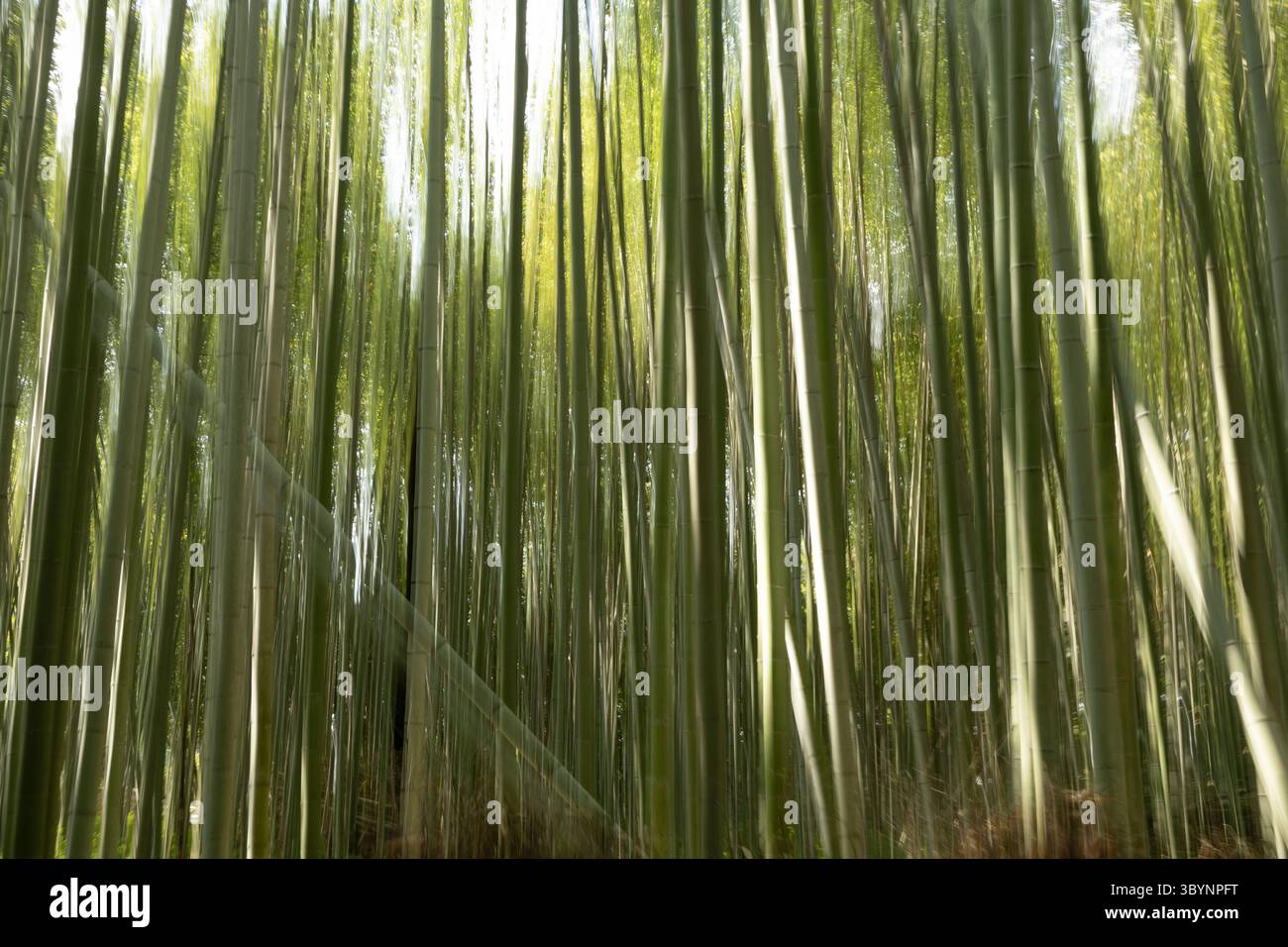 Un boschetto di alberi di bambù catturati con movimenti intenzionali della fotocamera per creare un'immagine da sogno. Il sole splende attraverso i tronchi. Foto Stock