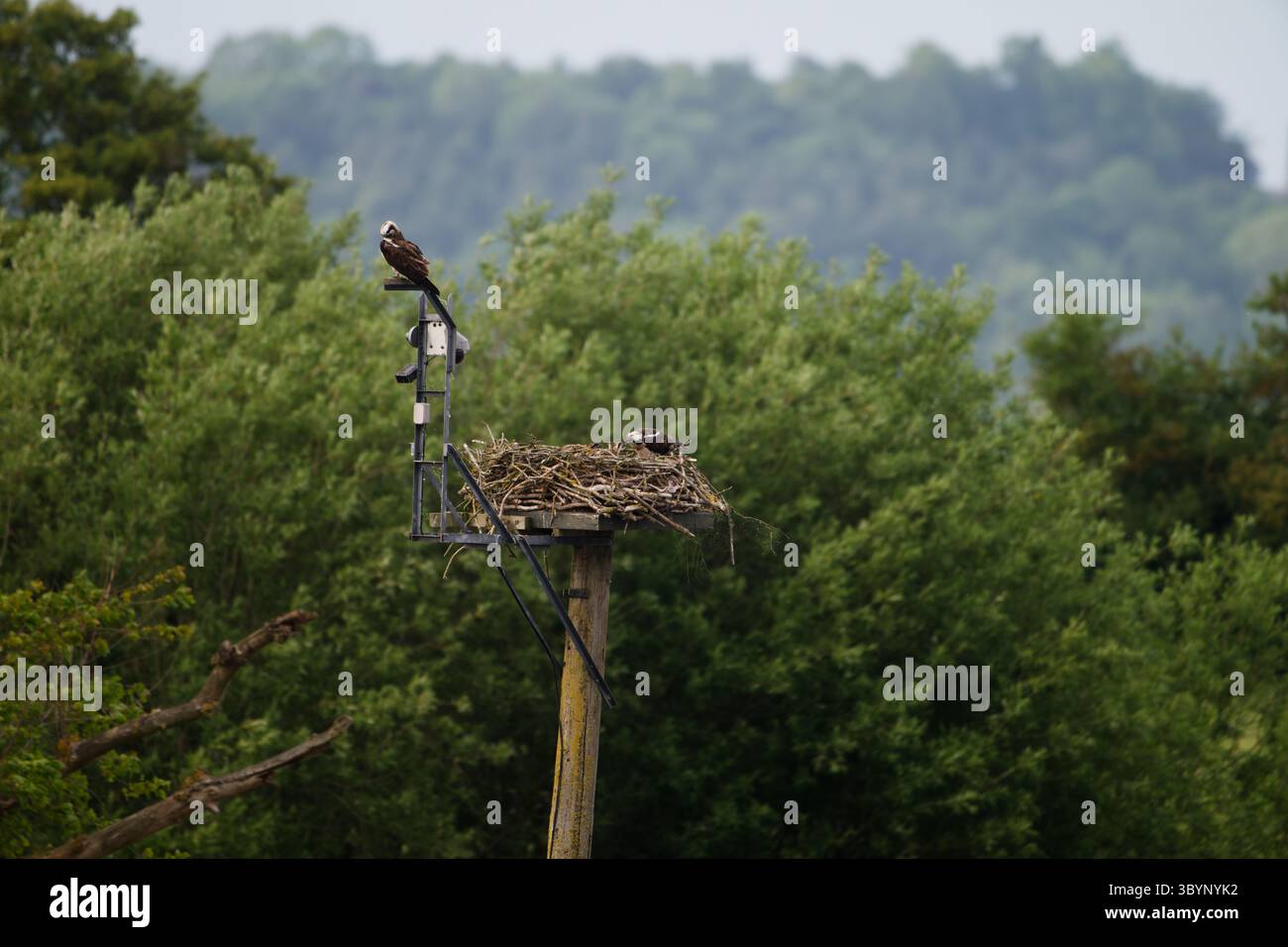 Osprey in Nest First Bite dà da mangiare ai giovani il pesce pescato da male Dad con grandangolo Foto Stock