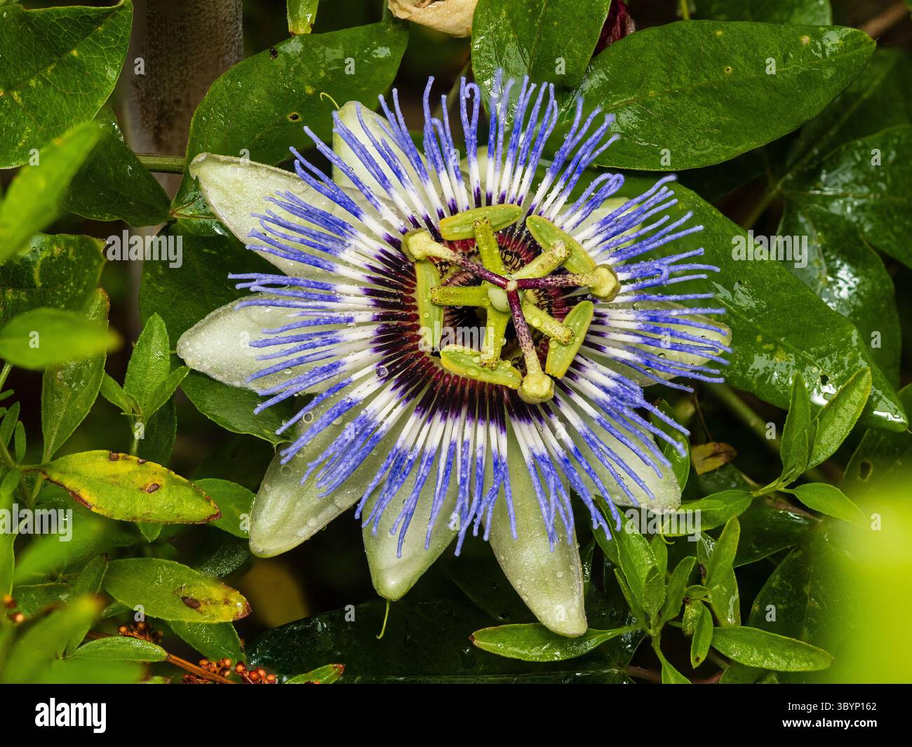 Passiflora "Clear Sky, fiore della passione", una varietà moderna allevata per la durezza e la fioritura più lunga Foto Stock